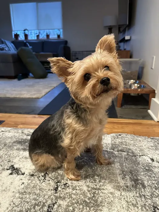 BluePearl Pet Surgery Picture 2