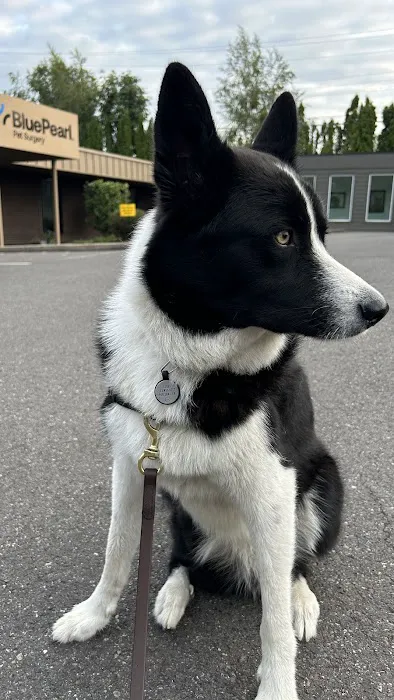 BluePearl Pet Surgery Picture 1