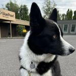 BluePearl Pet Surgery