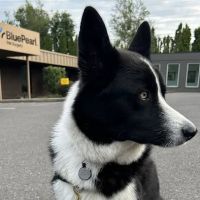 BluePearl Pet Surgery ico