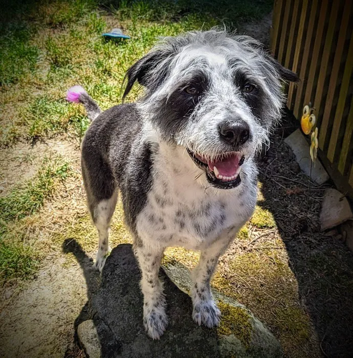 BluePearl Pet Surgery Picture 5