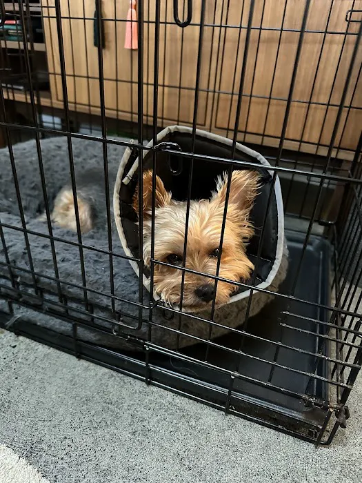 BluePearl Pet Surgery Picture 6