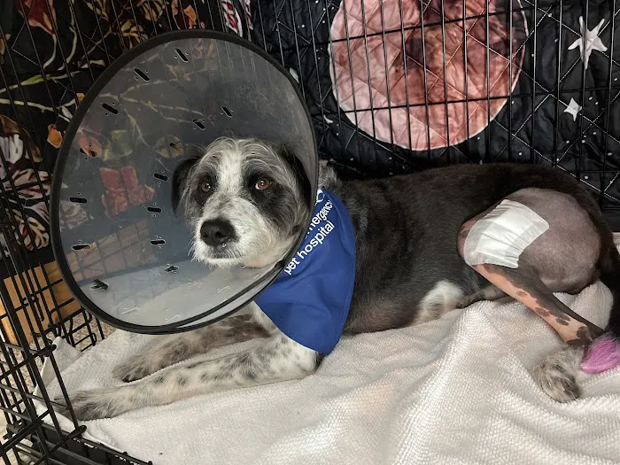 BluePearl Pet Surgery Picture 4