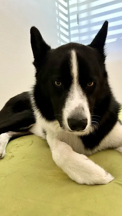 BluePearl Pet Surgery Picture 7