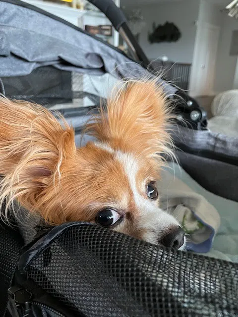 BluePearl Pet Surgery Picture 9