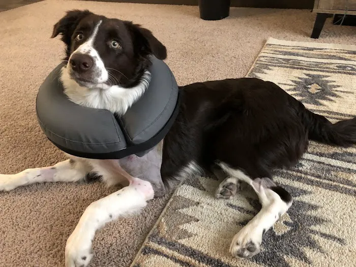BluePearl Pet Surgery Picture 10