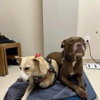 Laurelwood Animal Hospital ico