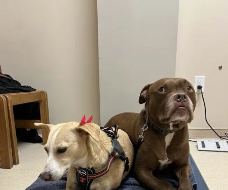 Laurelwood Animal Hospital