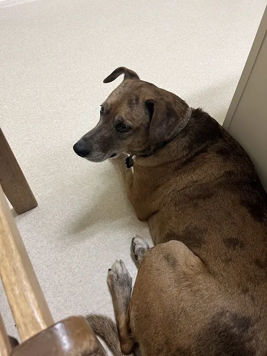 Laurelwood Animal Hospital Picture 6