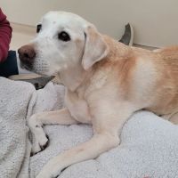 Laurelwood Animal Hospital: Erdman Lynn F DVM ico