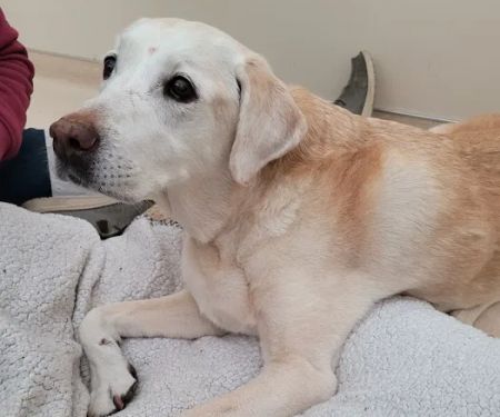 Laurelwood Animal Hospital: Erdman Lynn F DVM