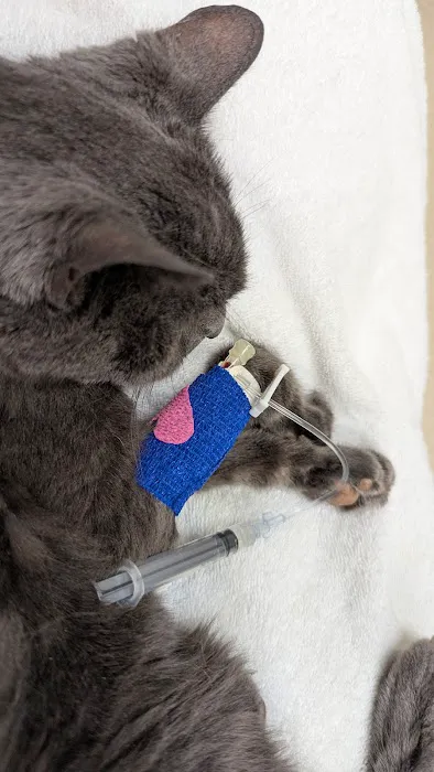 Laurelwood Animal Hospital: Erdman Lynn F DVM Picture 4