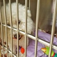 Oregon Veterinary Specialty Hospital ico