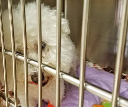 Oregon Veterinary Specialty Hospital