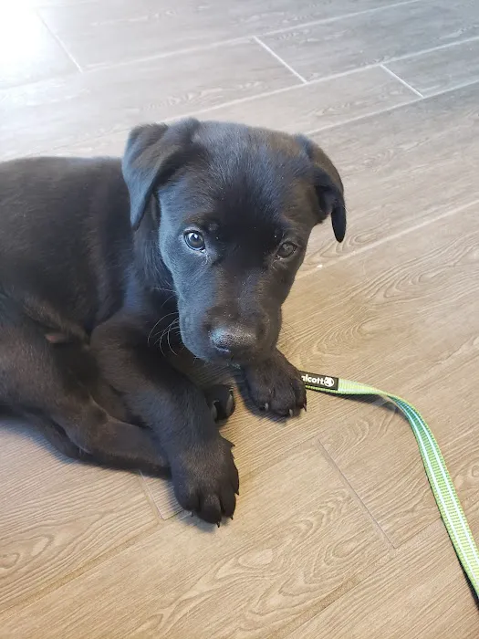 Banfield Pet Hospital Picture 5