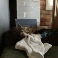 Beaverton Pet Clinic ico