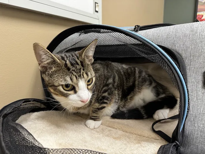 Beaverton Pet Clinic Picture 2