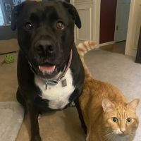 Vetco Vaccination Clinic ico