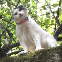 Holistic Pet Vet Clinic ico