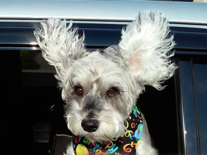 Holistic Pet Vet Clinic Picture 3