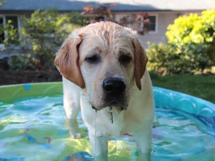 Holistic Pet Vet Clinic Picture 4