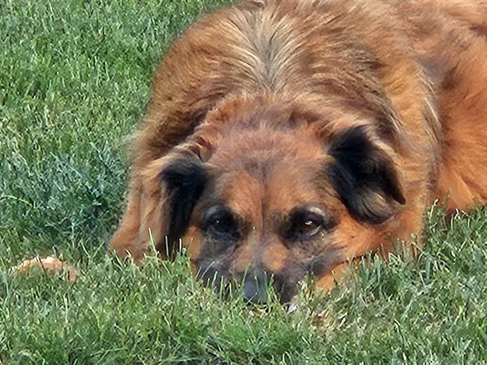 Holistic Pet Vet Clinic Picture 6