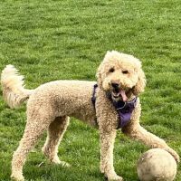 Banfield Pet Hospital ico