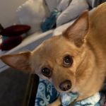 Banfield Pet Hospital