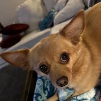 Banfield Pet Hospital ico