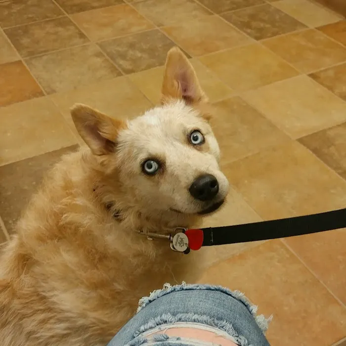 Banfield Pet Hospital Picture 4