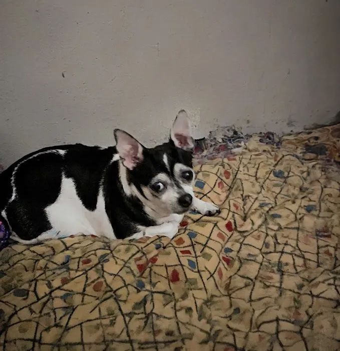 Banfield Pet Hospital Picture 8