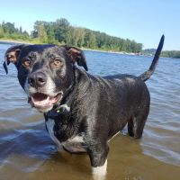 Hannah Pet Hospital and 24/7 Emergency Vet Clinic ico