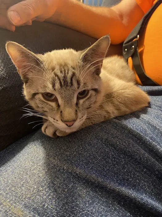 Hannah Pet Hospital and 24/7 Emergency Vet Clinic Picture 3