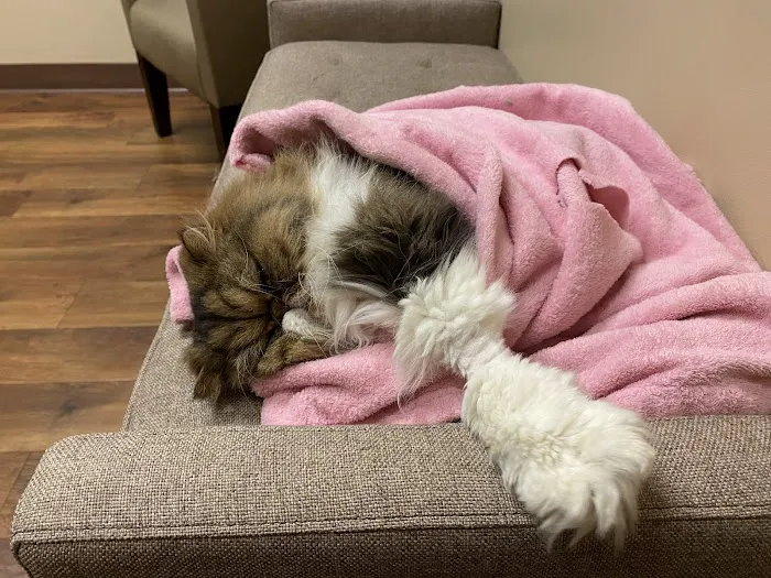 Hannah Pet Hospital and 24/7 Emergency Vet Clinic Picture 4