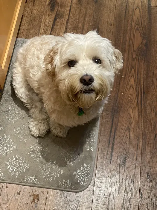 Hannah Pet Hospital and 24/7 Emergency Vet Clinic Picture 5