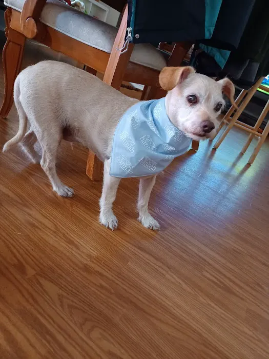 Hannah Pet Hospital and 24/7 Emergency Vet Clinic Picture 2