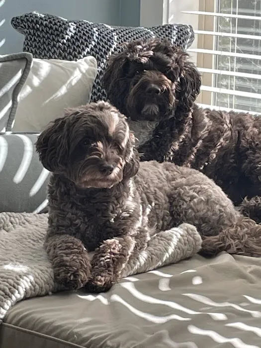 Hannah Pet Hospital and 24/7 Emergency Vet Clinic Picture 7