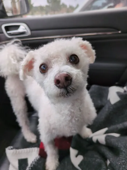 Hannah Pet Hospital and 24/7 Emergency Vet Clinic Picture 10