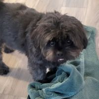 Portland Animal Welfare Team ico