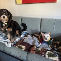 Portland Veterinary Wellness Center ico
