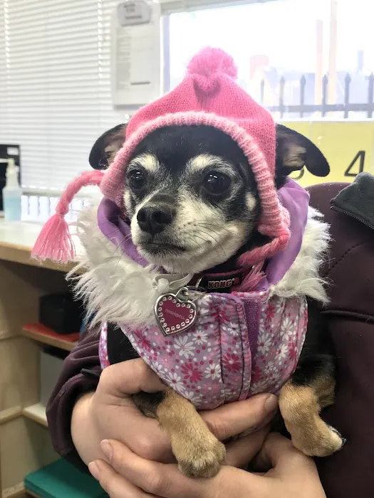 Portland Veterinary Wellness Center Picture 3