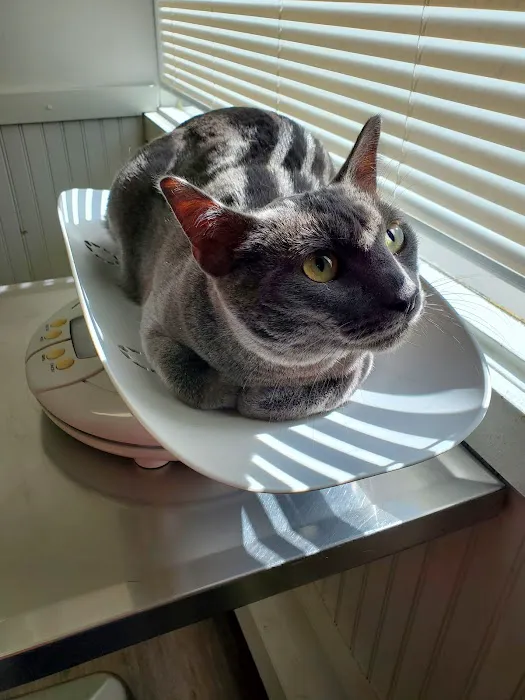 Portland Veterinary Wellness Center Picture 4