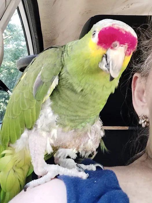 Avian and Exotic Veterinary Care Picture 4
