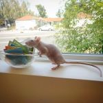 Avian and Exotic Veterinary Care