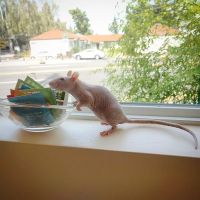 Avian and Exotic Veterinary Care ico