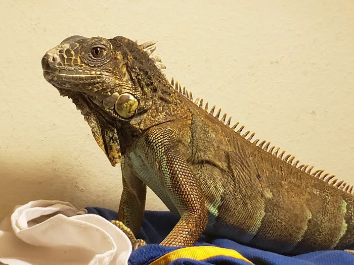 Avian and Exotic Veterinary Care Picture 7