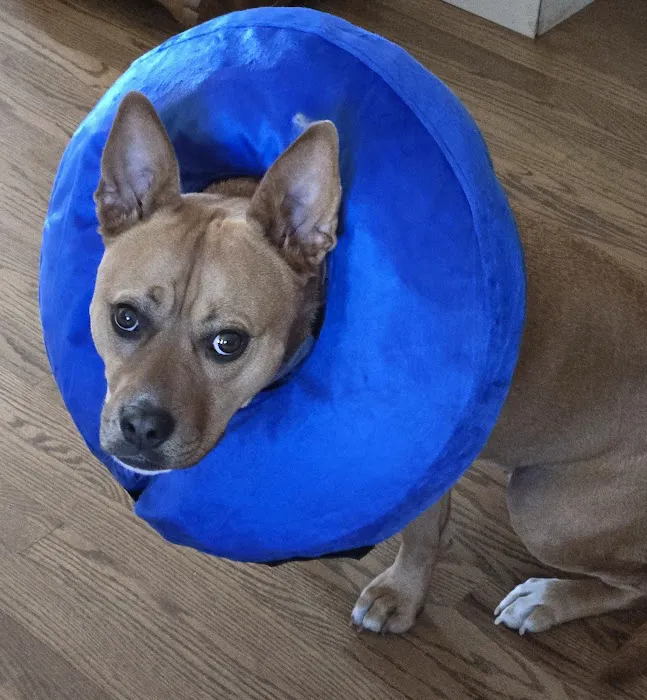 Sadie Veterinary Urgent Care Picture 8