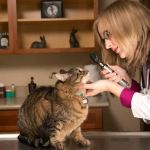 Hannah Pet Hospital