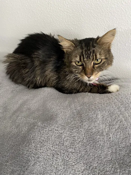 Hannah Pet Hospital Picture 10