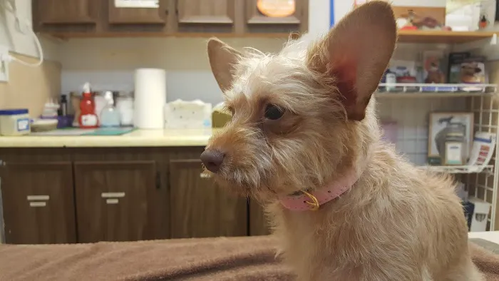 Gateway Veterinary Hospital Picture 6
